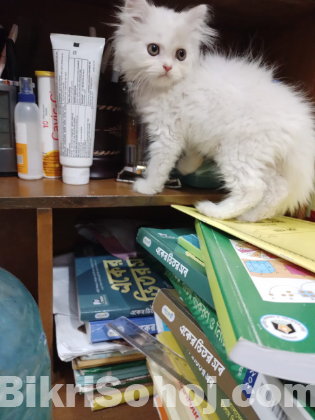 Persian male cat traditional